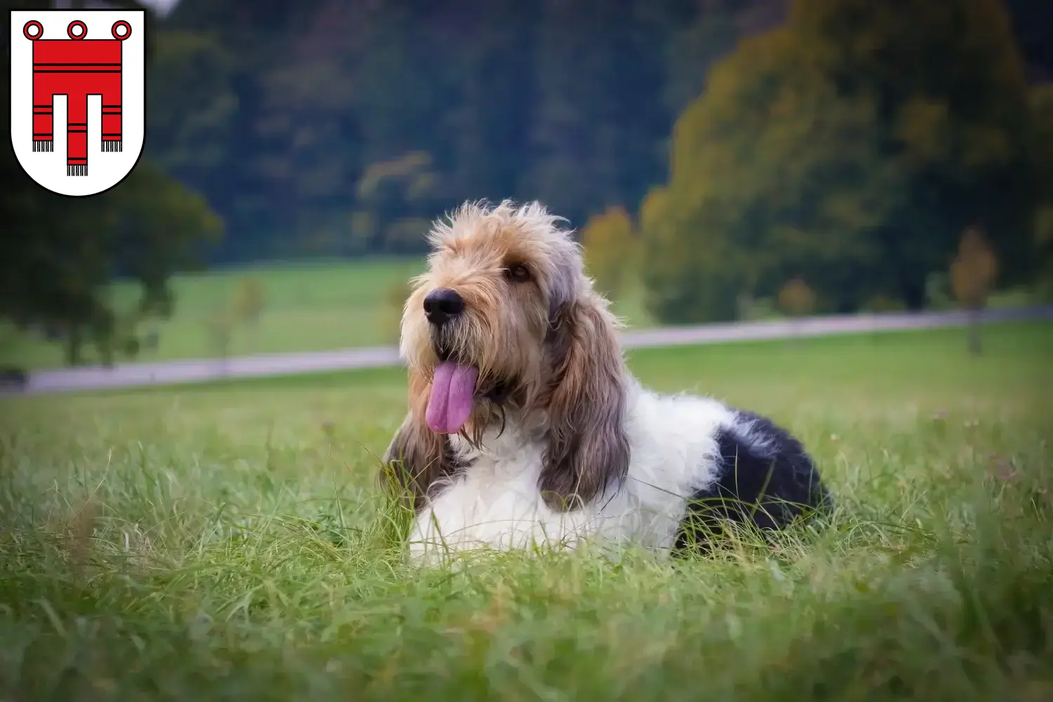 Read more about the article Grand Basset Griffon Vendéen breeders and puppies in Vorarlberg