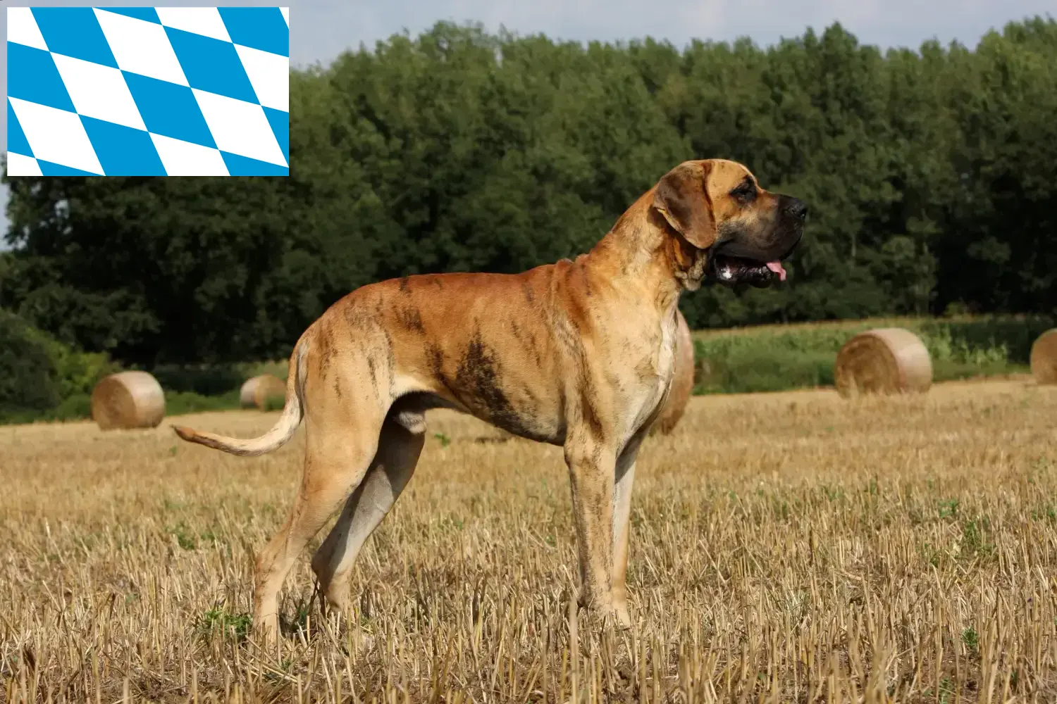 Great Dane puppies and breeder Bavaria Here you can find Great Dane breeders in Bavaria.