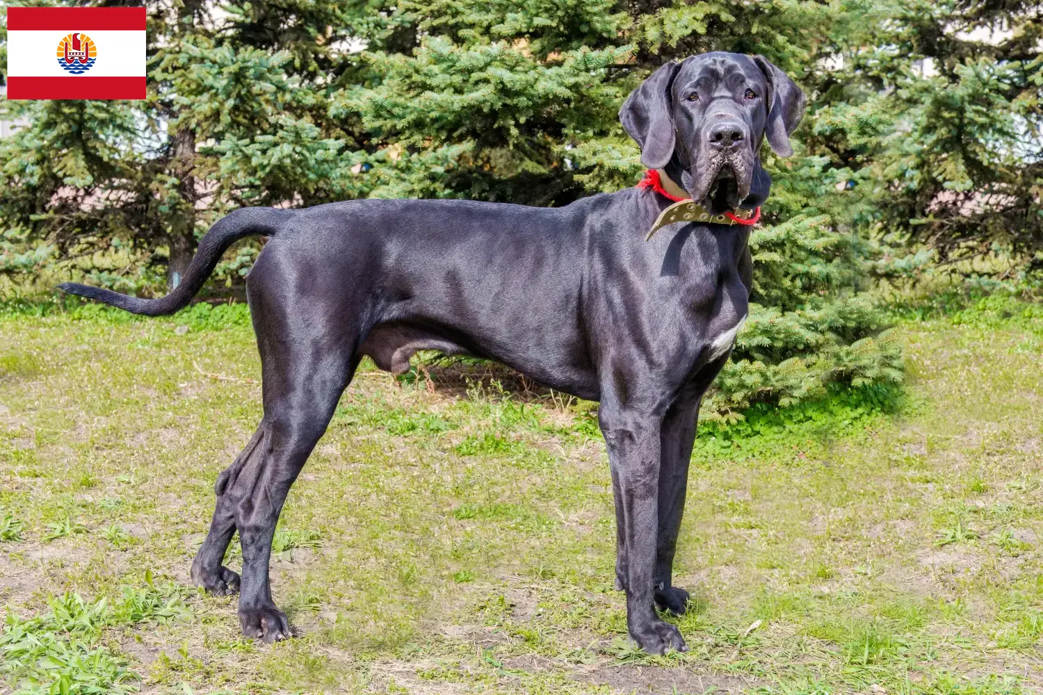 Great Dane puppies and breeders French Polynesia Here you can find Great Dane breeders in French Polynesia.