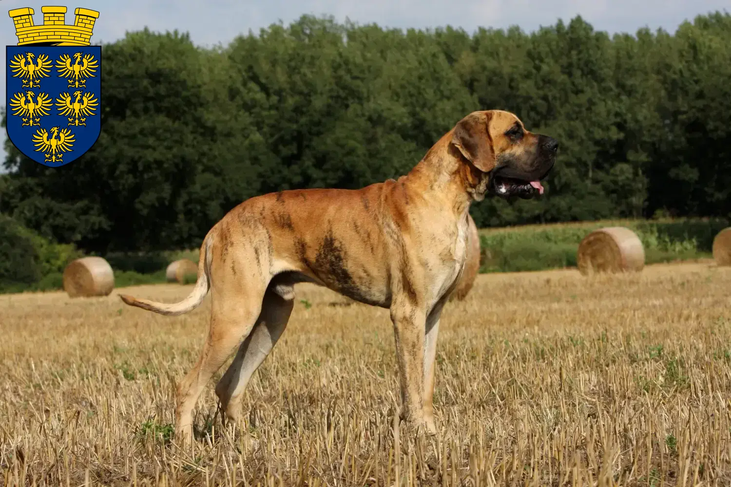 Great Dane puppies and breeder Lower Austria Here you can find Great Dane breeders in Lower Austria.