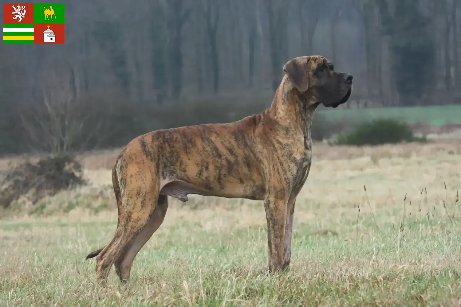 Great Dane puppies and breeder Pilsen Find Great Dane breeders in Pilsen here.