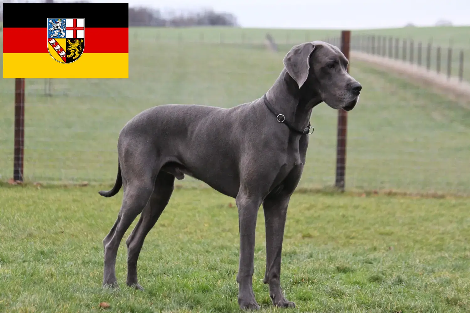 Great Dane puppies and breeder Saarland Here you can find Great Dane breeders im Saarland.