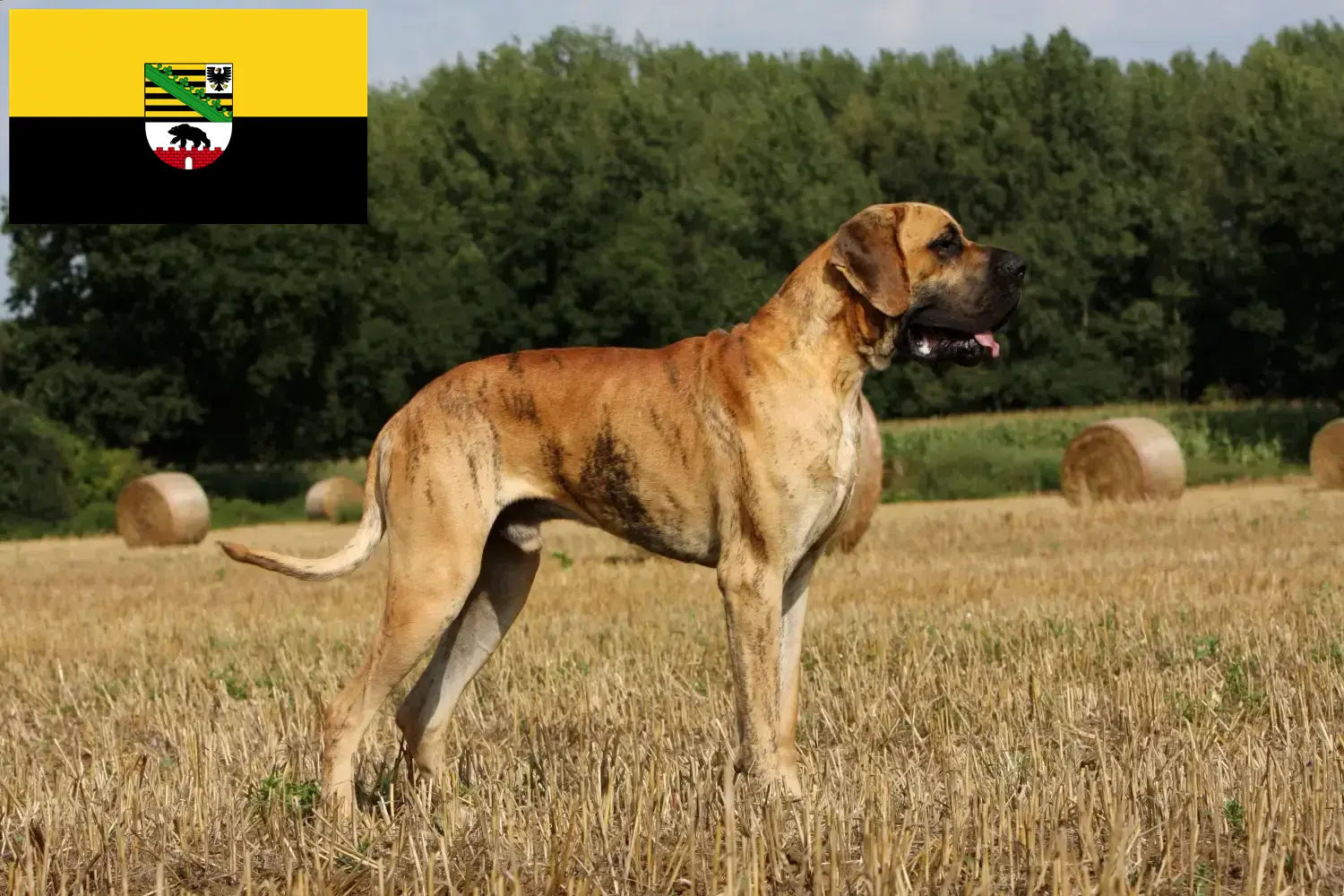 Great Dane puppies and breeder Saxony-Anhalt Here you can find Great Dane breeders in Saxony-Anhalt.