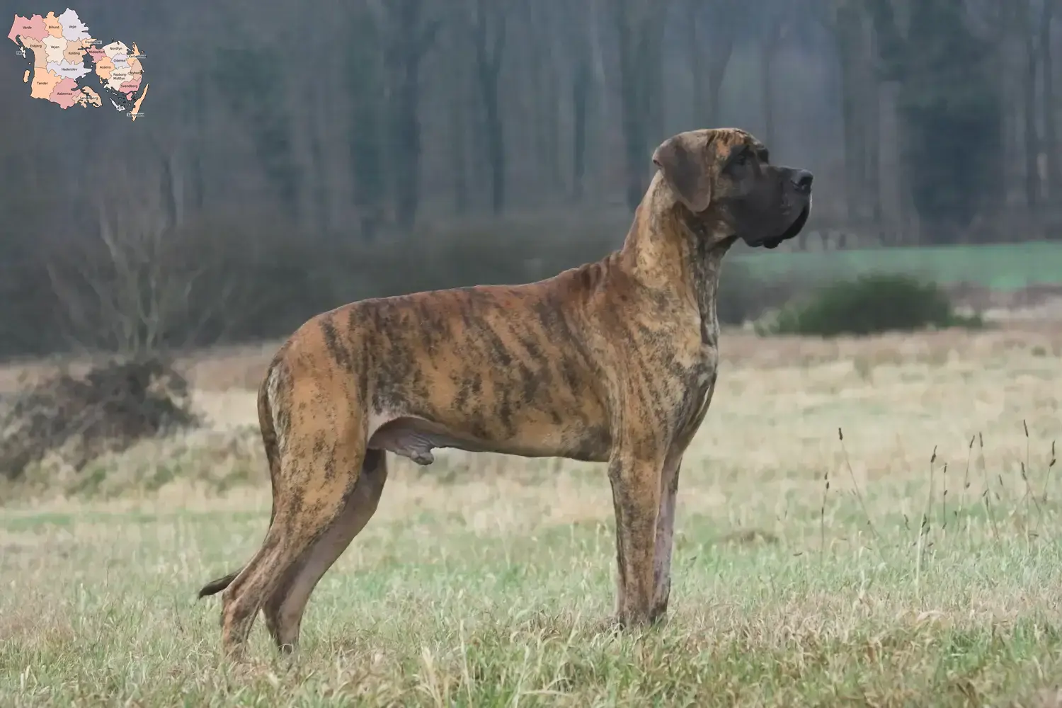 Great Dane puppies and breeder Syddanmark Find Great Dane breeders in Syddanmark.