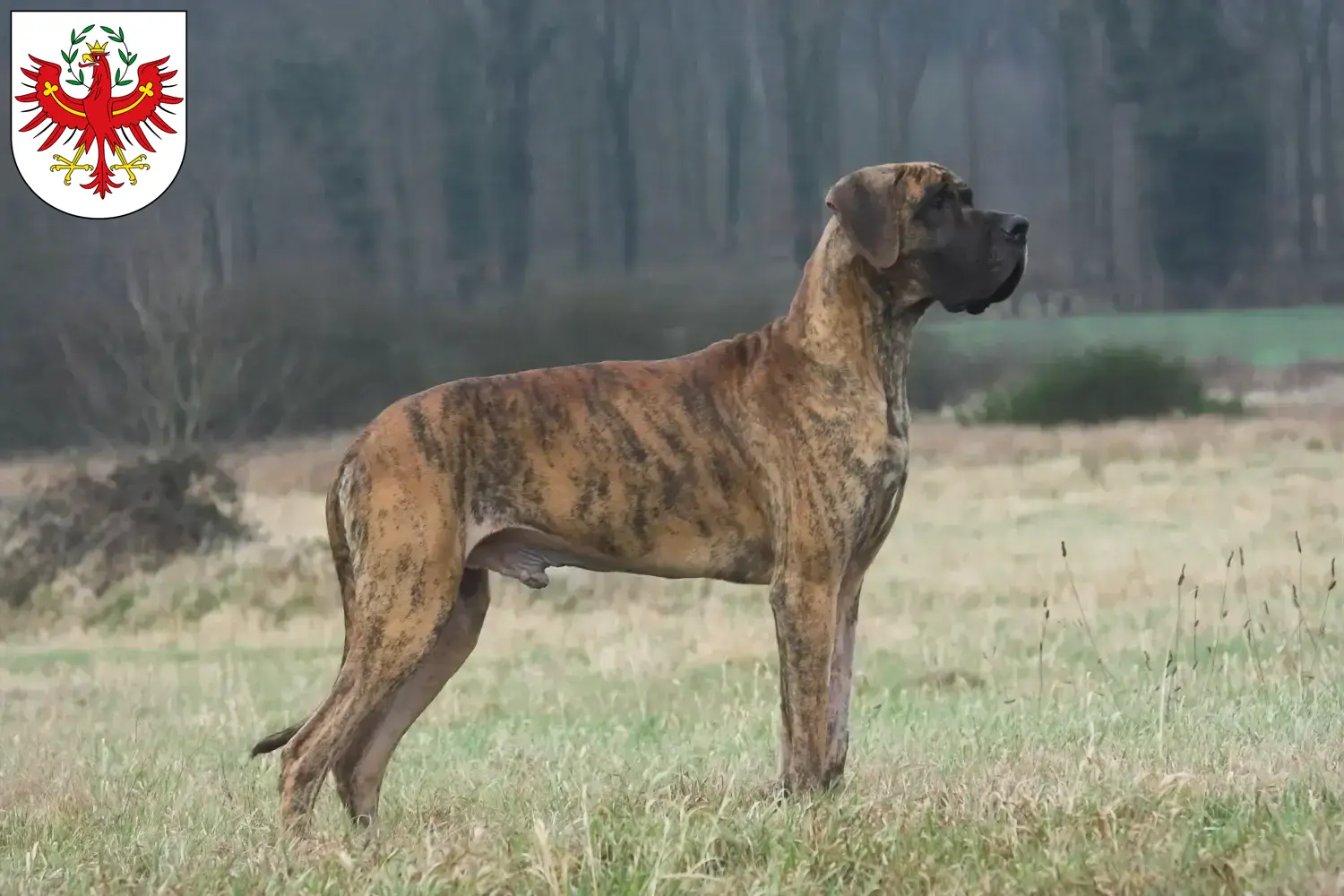 Great Dane puppies and breeders Tyrol Here you can find Great Dane breeders in Tyrol.