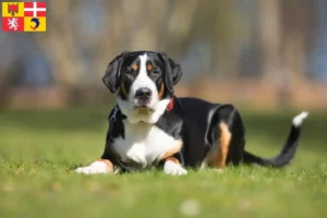 Read more about the article Great Swiss Mountain Dog breeder and puppies in Auvergne-Rhône-Alpes