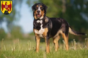 Read more about the article Great Swiss Mountain Dog breeder and puppies in Burgenland