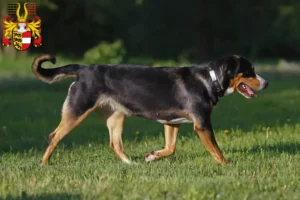 Read more about the article Great Swiss Mountain Dog breeder and puppies in Carinthia