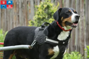 Read more about the article Great Swiss Mountain Dog breeder and puppies in Karlsbad