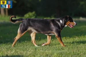 Read more about the article Great Swiss Mountain Dog breeder and puppies in Moravia-Silesia