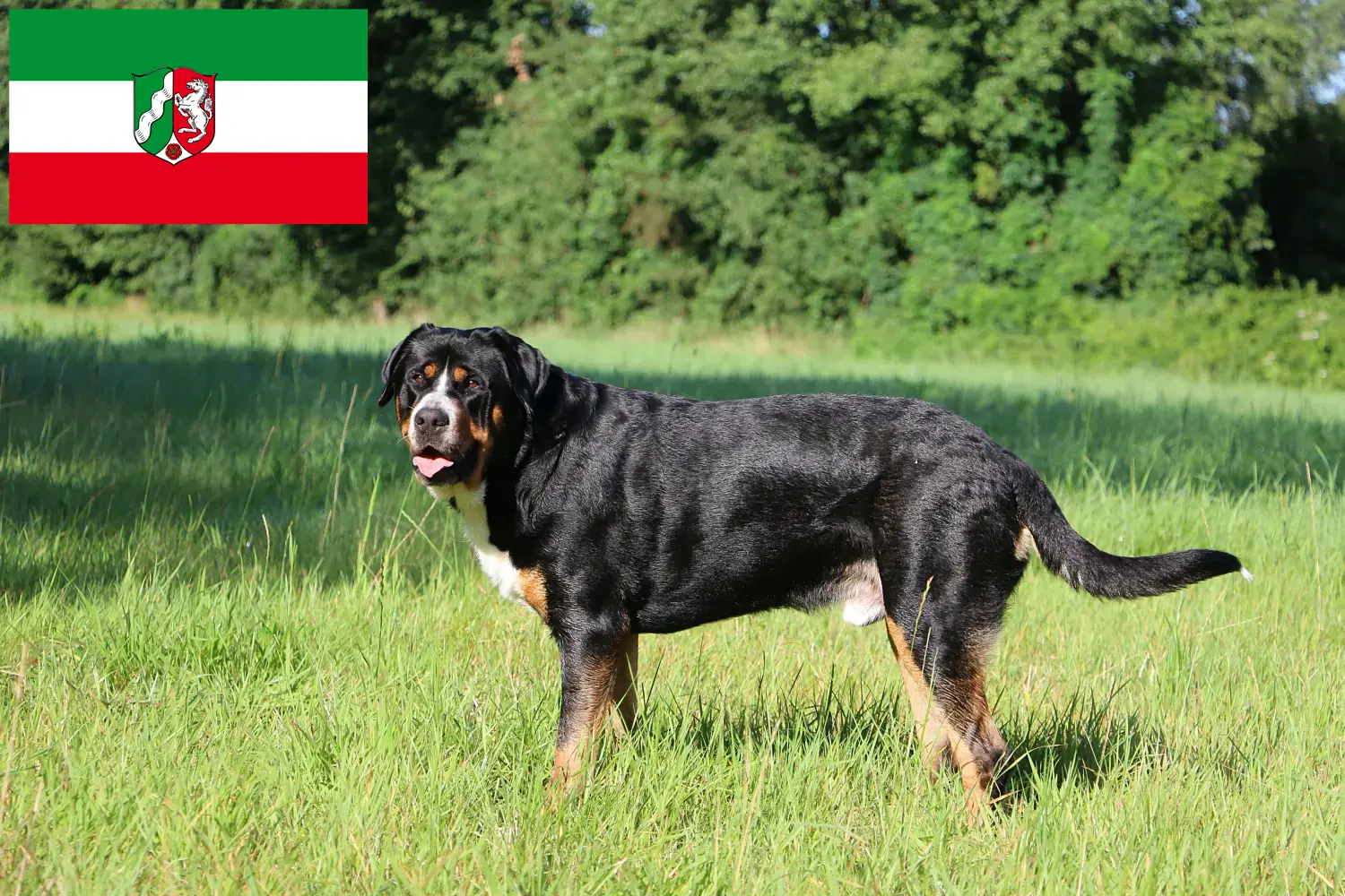 Great Swiss Mountain Dog puppies and breeders North Rhine-Westphalia Here you can find Great Swiss Mountain Dog breeders in North Rhine-Westphalia.