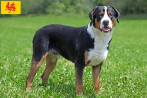 Read more about the article Great Swiss Mountain Dog breeder and puppies in Walloon Region