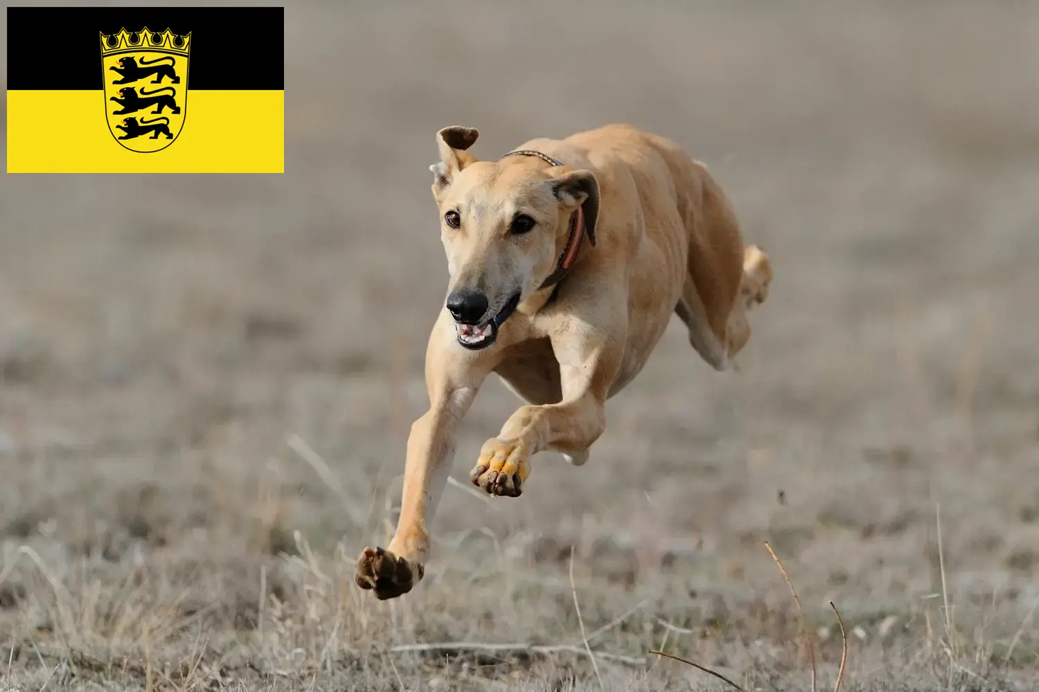 Greyhound puppies and breeders Baden-Württemberg Here you can find Greyhounds breeders in Baden-Württemberg.