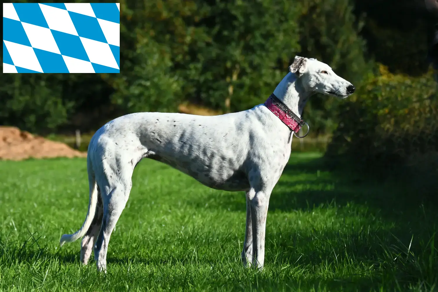 Read more about the article Greyhound breeders and puppies in Bavaria