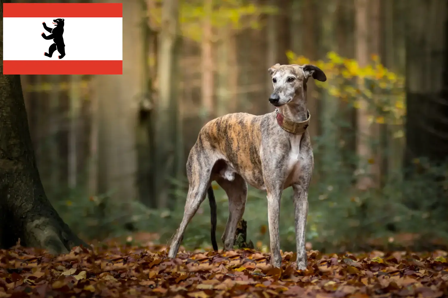 Greyhound puppies and breeders Berlin Here you can find Greyhounds breeders in Berlin.