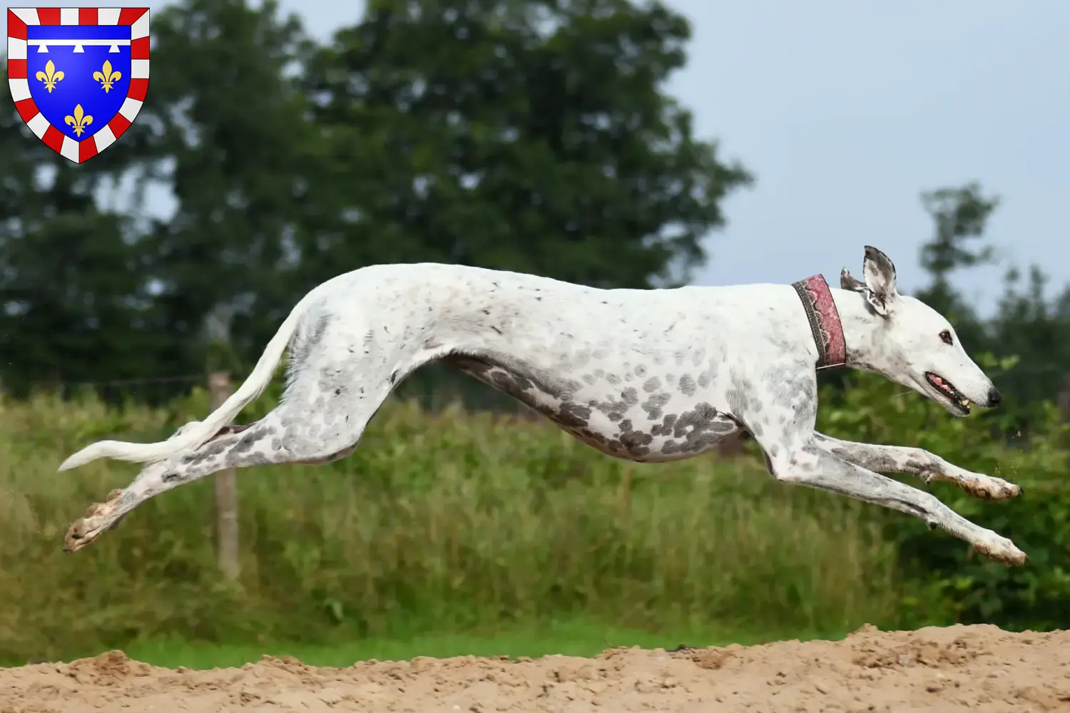 Greyhound puppies and breeders Centre-Val de Loire Find Greyhounds breeders in Centre-Val de Loire here.