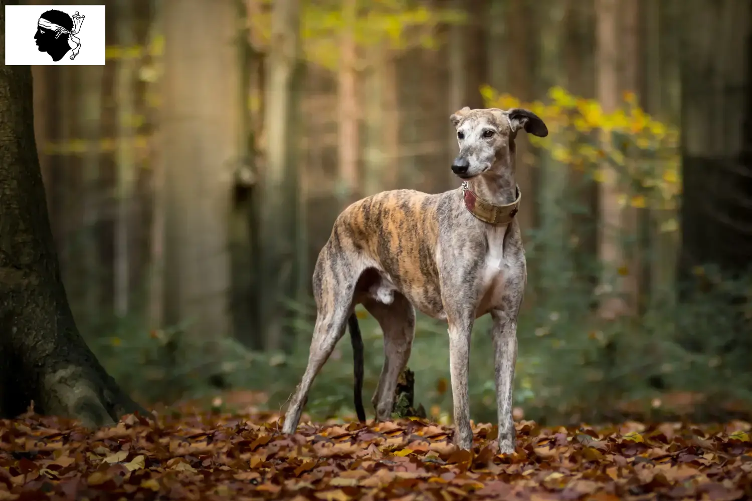 Greyhound puppies and breeders Corsica Here you can find Greyhound breeders in Corsica.
