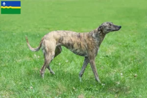 Read more about the article Greyhound breeders and puppies in Flevoland