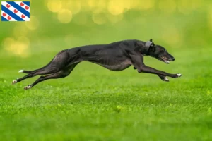 Read more about the article Greyhound breeders and puppies in Friesland