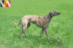 Read more about the article Greyhound breeders and puppies in Grand Est
