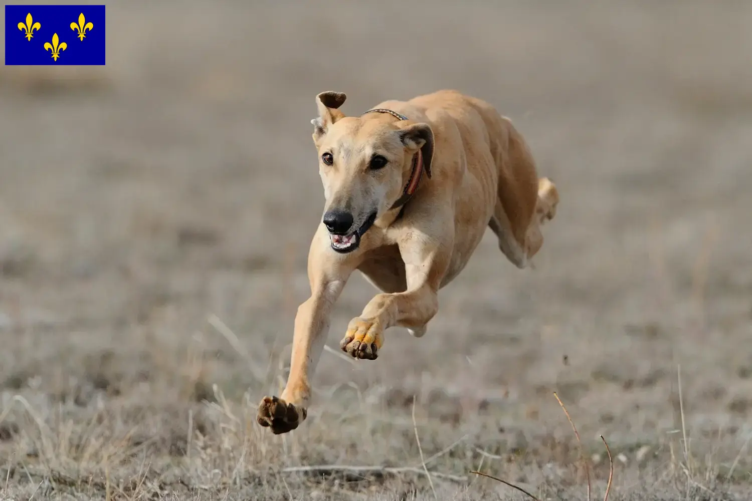 Read more about the article Greyhound breeders and puppies in Île-de-France