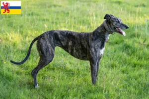Read more about the article Greyhound breeders and puppies in Limburg
