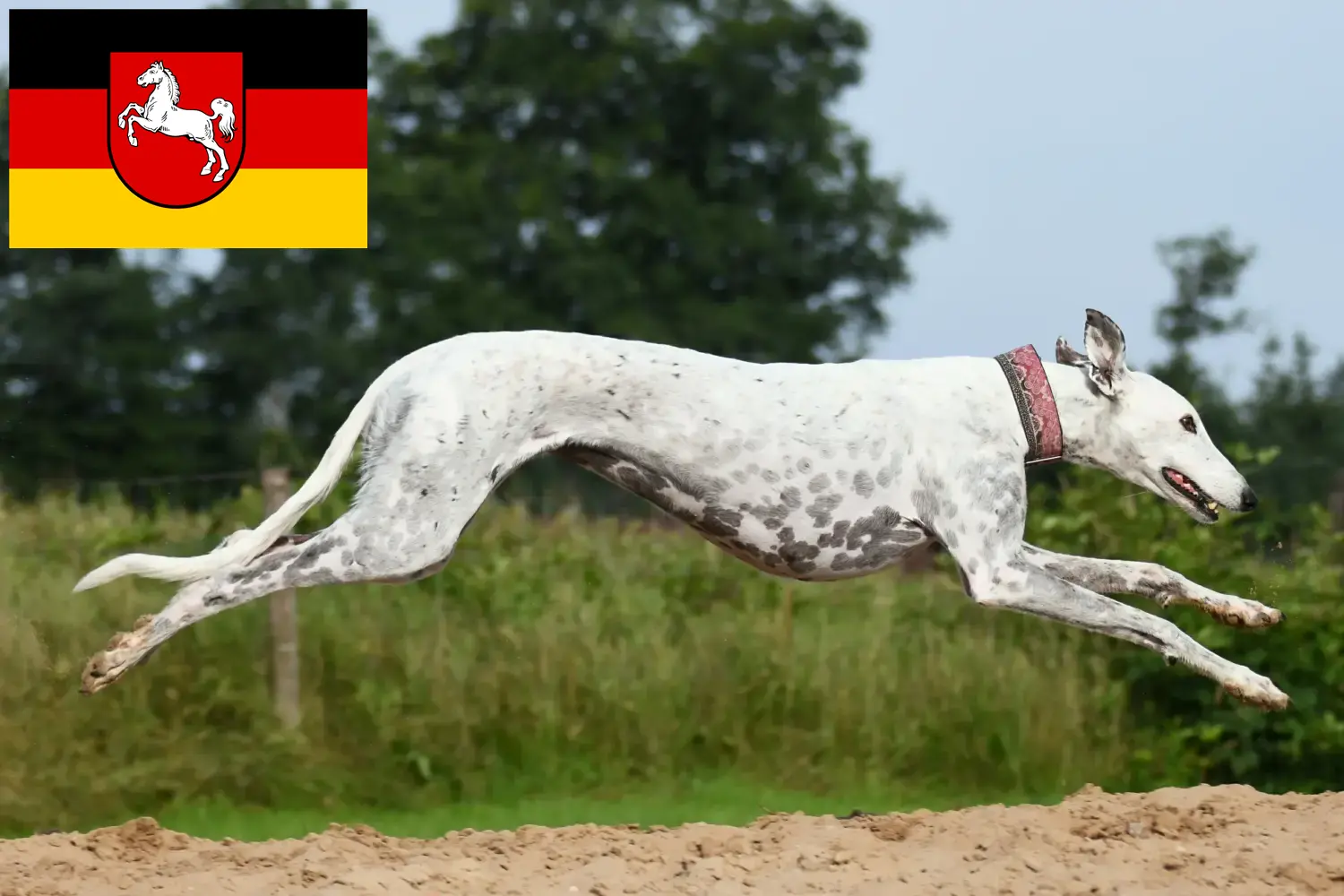 Greyhound puppies and breeders Lower Saxony Here you can find Greyhounds breeders in Lower Saxony.