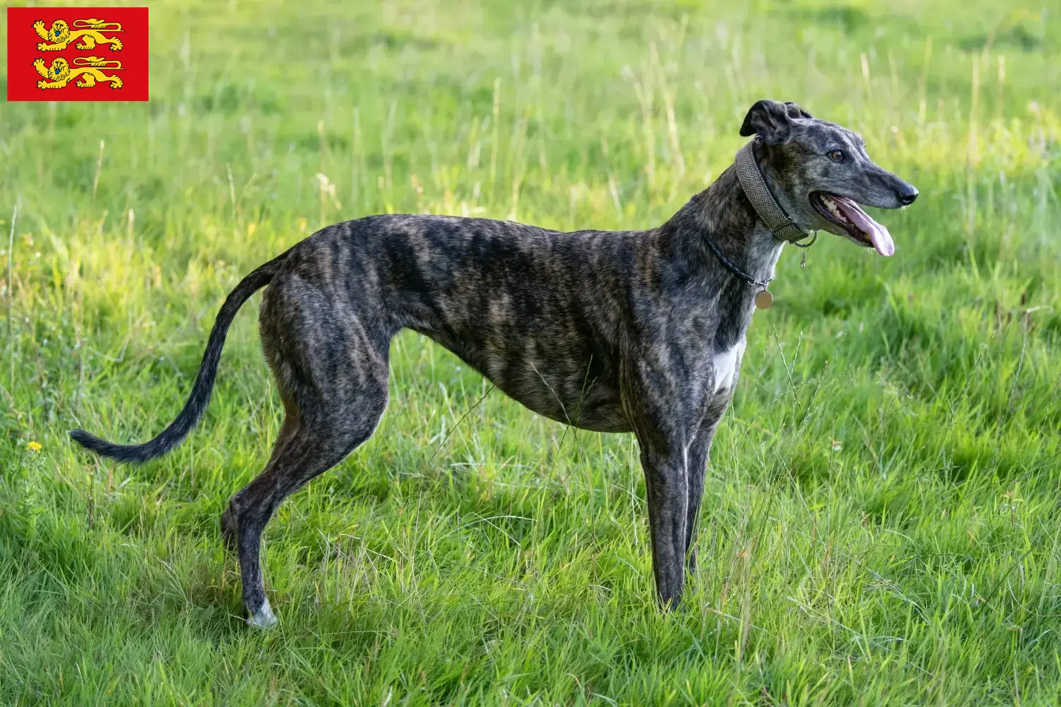 Read more about the article Greyhound breeders and puppies in Normandy