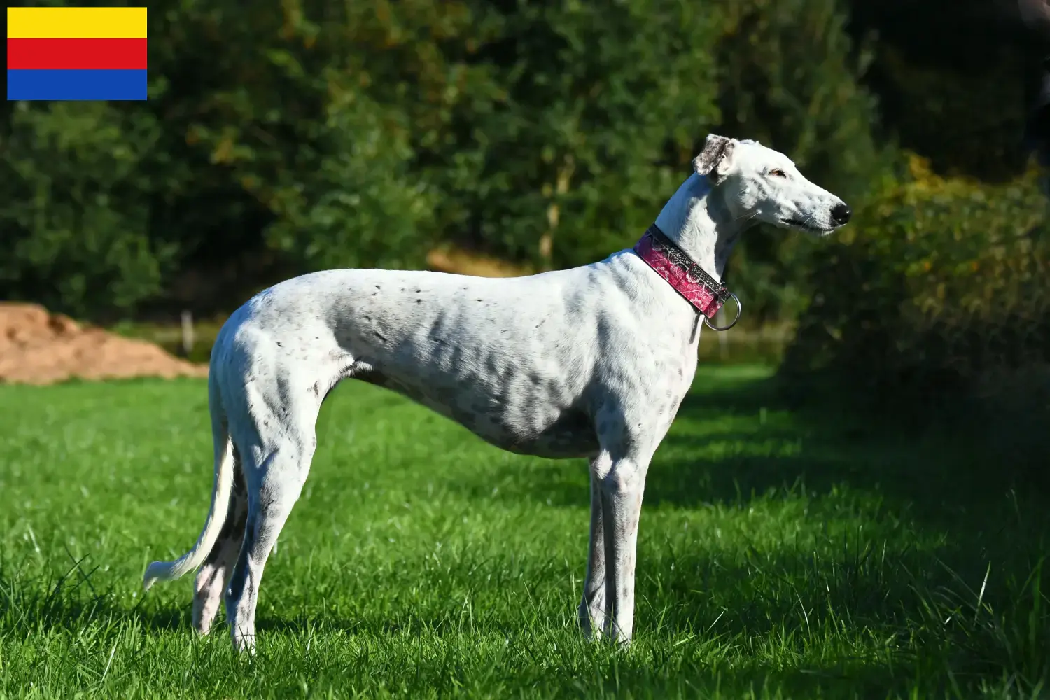 Greyhound puppies and breeders North Holland Find Greyhounds breeders in North Holland.