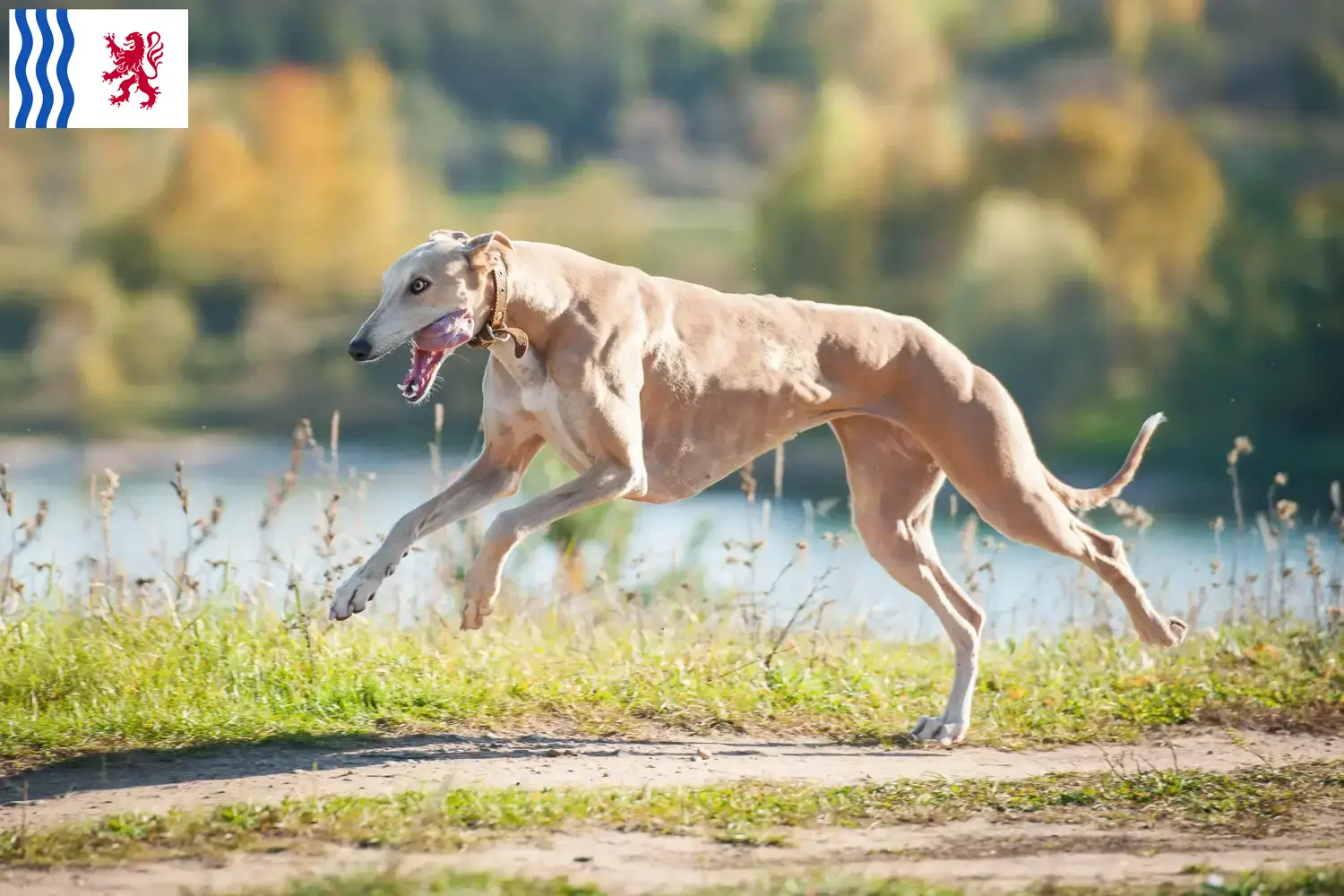 Read more about the article Greyhound breeders and puppies in Nouvelle-Aquitaine