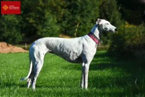 Read more about the article Greyhound breeders and puppies in Occitania