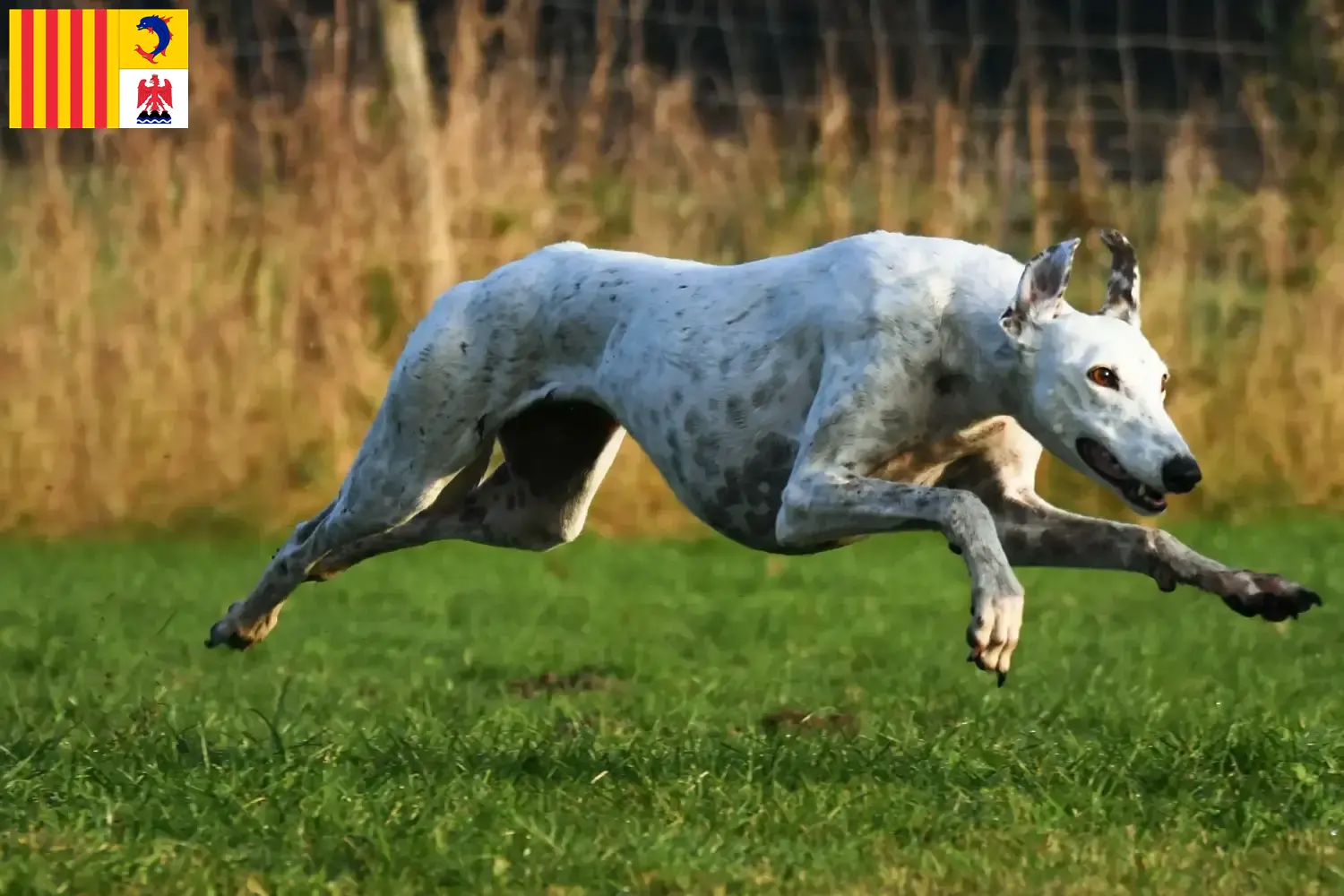 Read more about the article Greyhound breeders and puppies in Provence-Alpes-Côte d’Azur