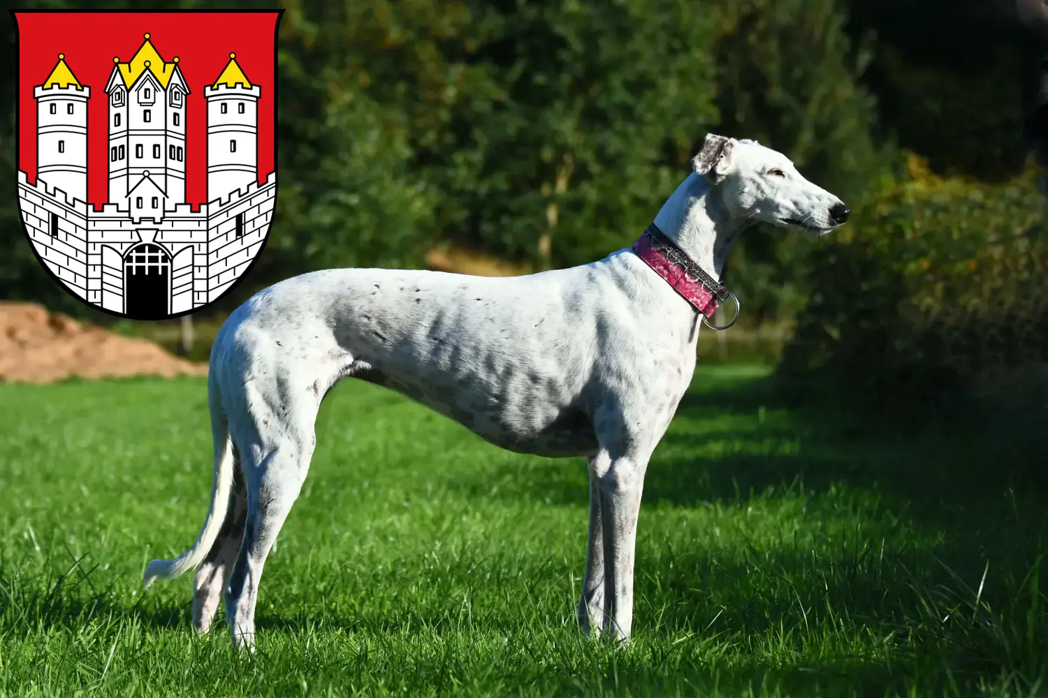 Greyhound puppies and breeders Salzburg Here you can find Greyhounds breeders in Salzburg.