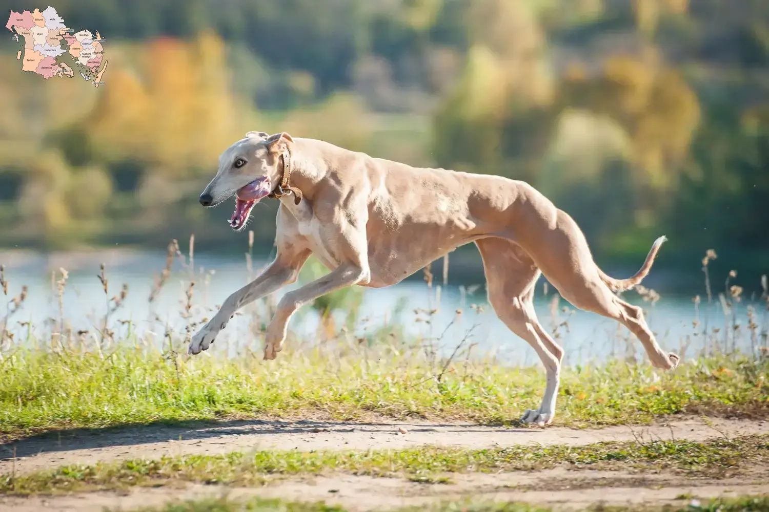 Greyhound puppies and breeders Syddanmark Find Greyhounds breeders in Syddanmark here.