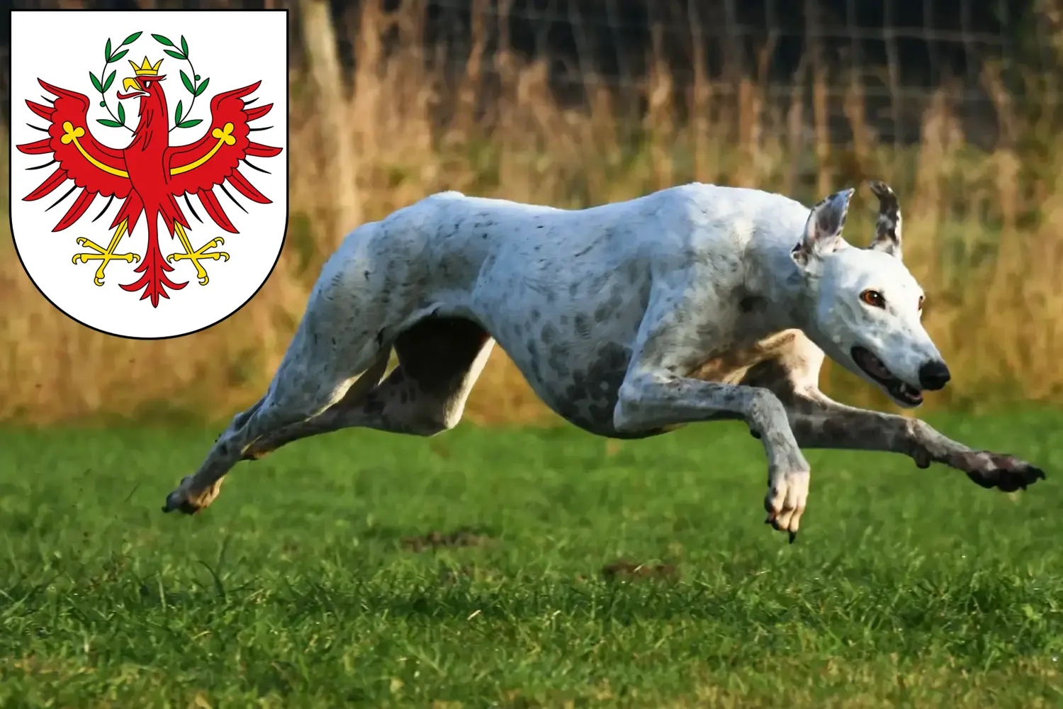 Greyhound puppies and breeders Tyrol Here you can find Greyhounds breeders in Tyrol.