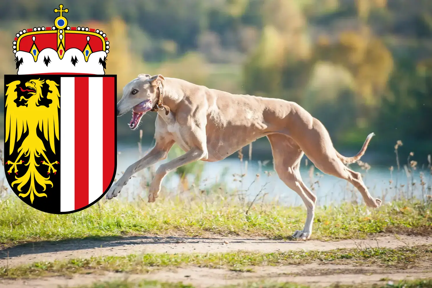 Greyhound puppies and breeders Upper Austria Here you can find Greyhound breeders in Upper Austria.
