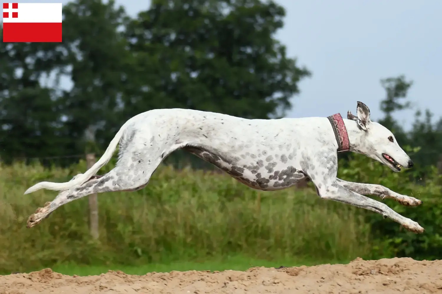 Read more about the article Greyhound breeders and puppies in Utrecht