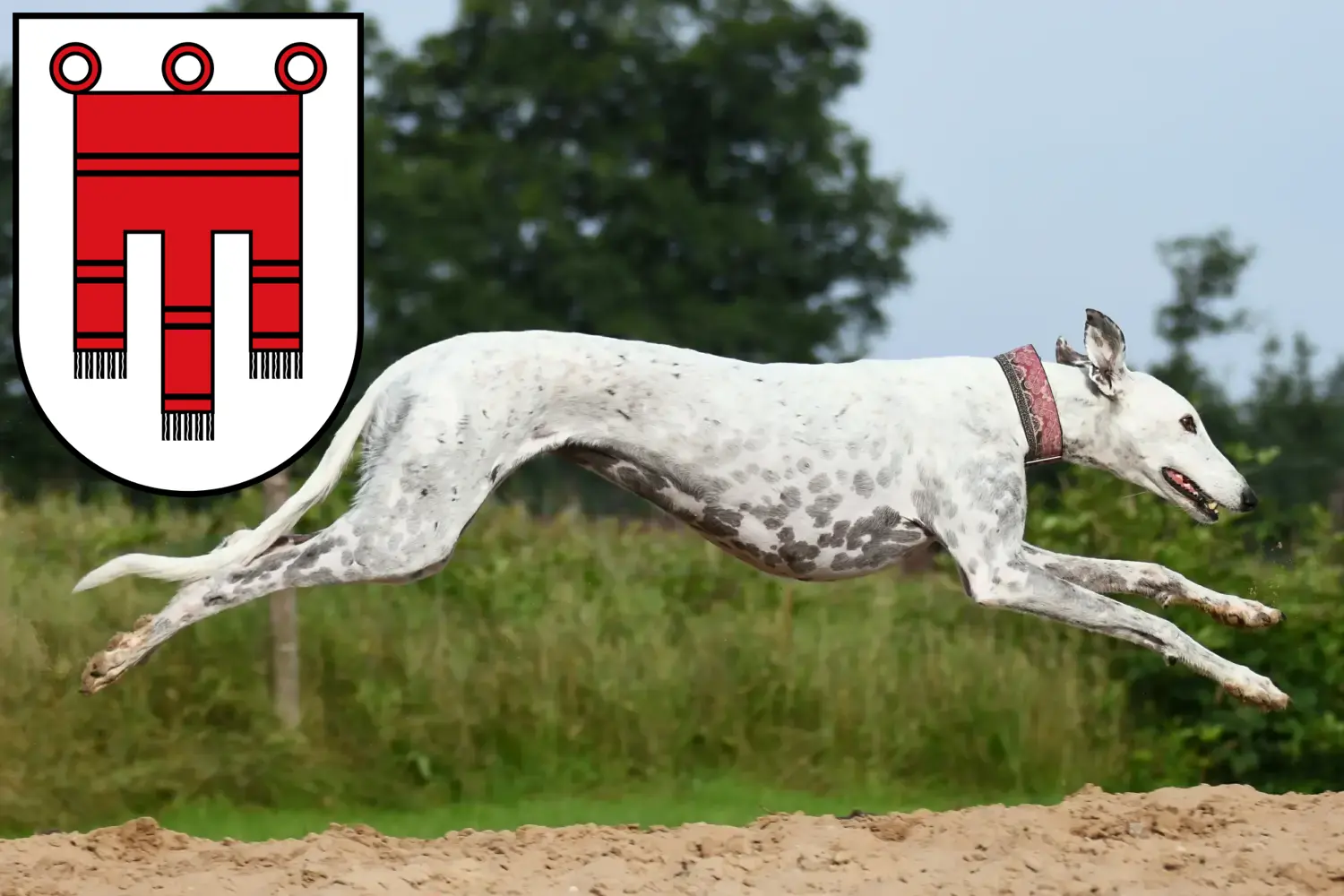 Greyhound puppies and breeders Vorarlberg Here you will find Greyhound breeders in Vorarlberg.