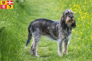Read more about the article Griffon Bleu de Gascogne breeders and puppies in Auvergne-Rhône-Alpes
