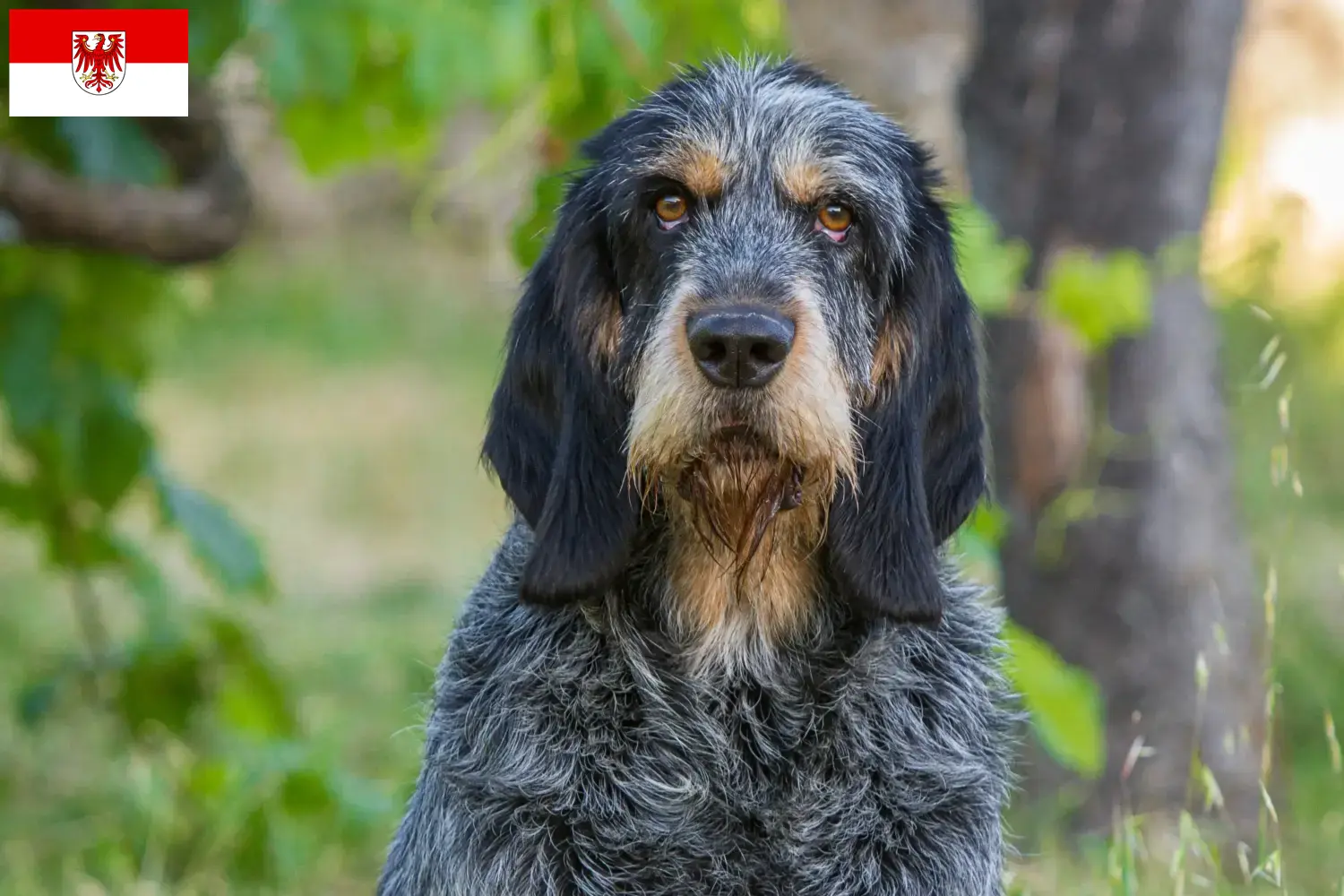 Griffon Bleu de Gascogne puppies and breeders Brandenburg Find Griffon Bleu de Gascognes breeders in Brandenburg.