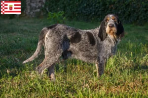 Read more about the article Griffon Bleu de Gascogne breeders and puppies in Bremen