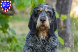 Read more about the article Griffon Bleu de Gascogne breeders and puppies in Centre-Val de Loire