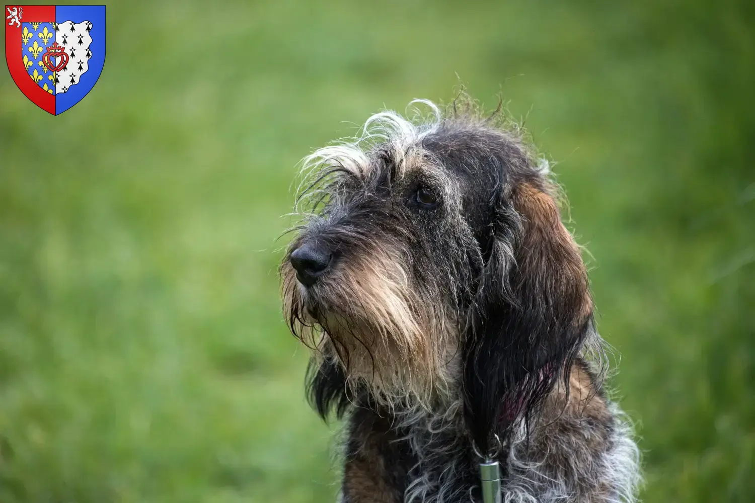 Read more about the article Griffon Bleu de Gascogne breeders and puppies in Pays de la Loire