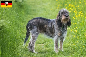 Read more about the article Griffon Bleu de Gascogne breeders and puppies in Saarland