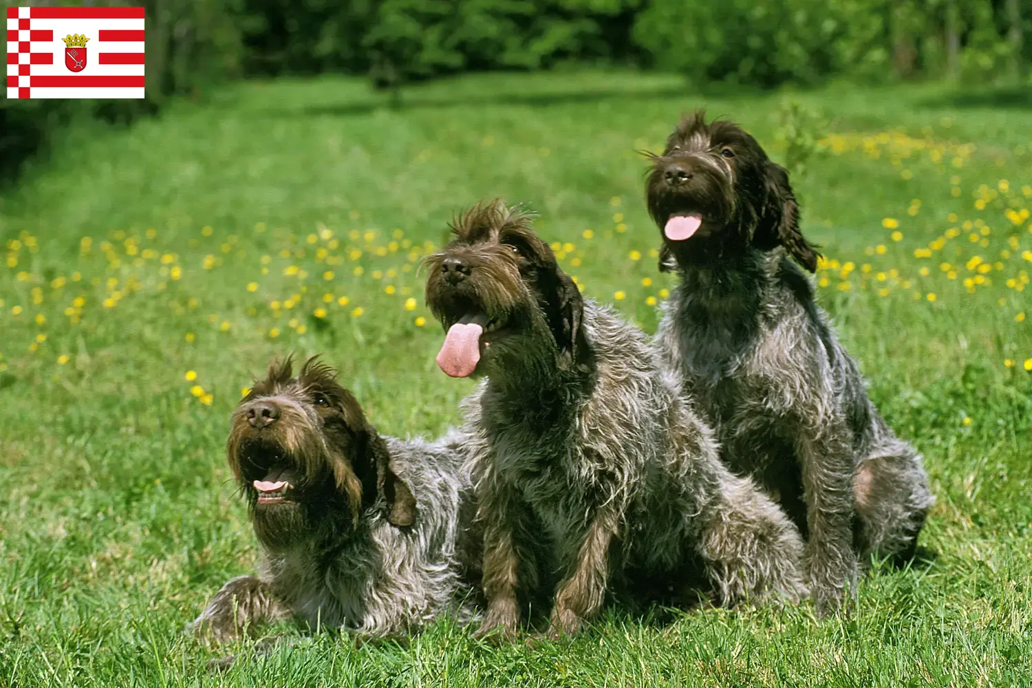 Read more about the article Griffon d’arrêt à poil dur Breeder and puppies in Bremen