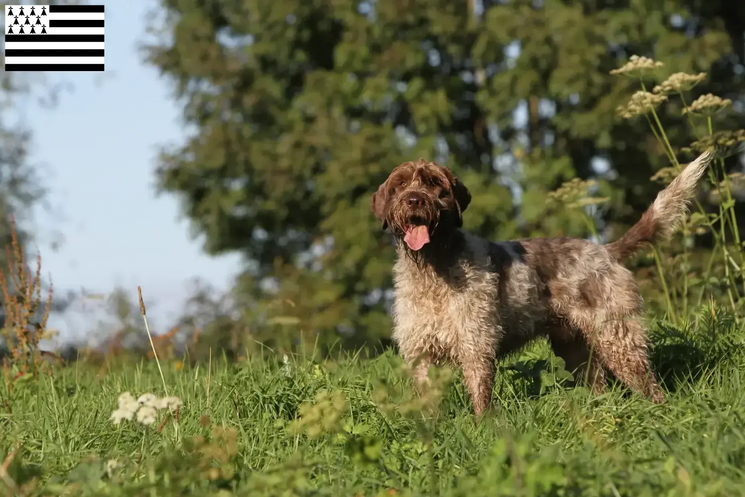 Read more about the article Griffon d’arrêt à poil dur Breeder and puppies in Brittany