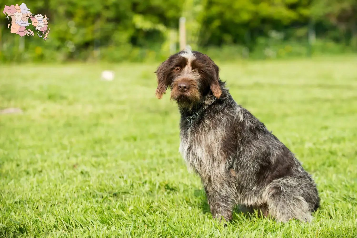 Read more about the article Griffon d’arrêt à poil dur Breeder and puppies in Syddanmark