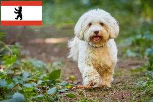 Read more about the article Havanese breeders and puppies in Berlin