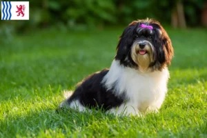 Read more about the article Havanese breeders and puppies in Nouvelle-Aquitaine