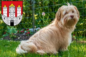 Read more about the article Havanese breeders and puppies in Salzburg